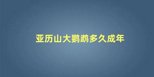亚历山大鹦鹉多久成年
