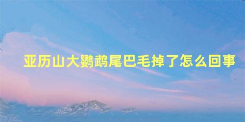 亚历山大鹦鹉尾巴毛掉了怎么回事
