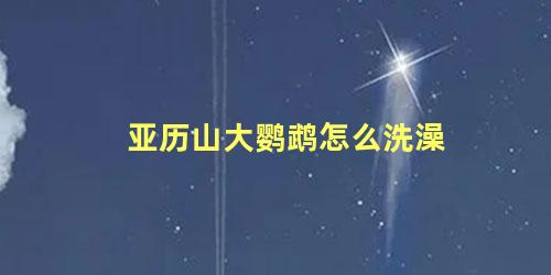 亚历山大鹦鹉怎么洗澡