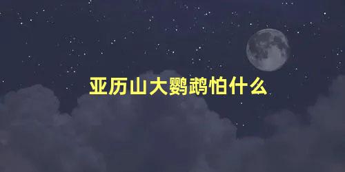 亚历山大鹦鹉怕什么
