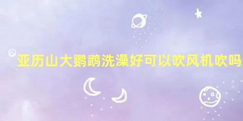亚历山大鹦鹉洗澡好可以吹风机吹吗