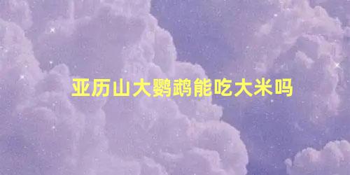 亚历山大鹦鹉能吃大米吗