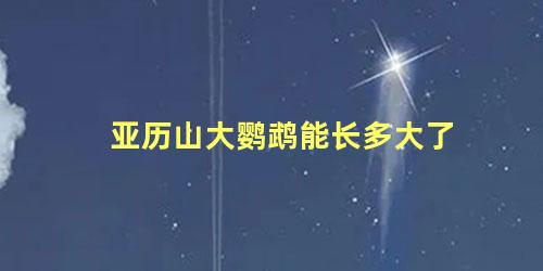 亚历山大鹦鹉能长多大了