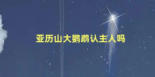 亚历山大鹦鹉认主人吗