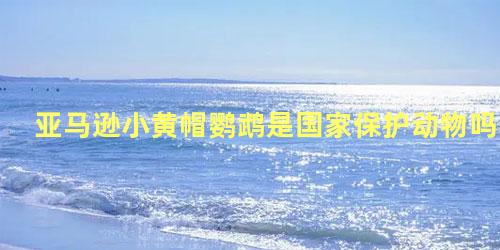 亚马逊小黄帽鹦鹉是国家保护动物吗