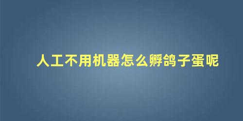 人工不用机器怎么孵鸽子蛋呢