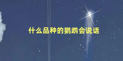 什么品种的鹦鹉会说话