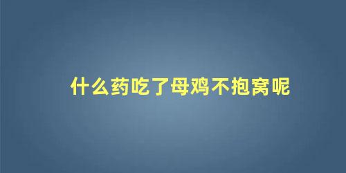 什么药吃了母鸡不抱窝呢