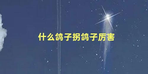 什么鸽子拐鸽子厉害