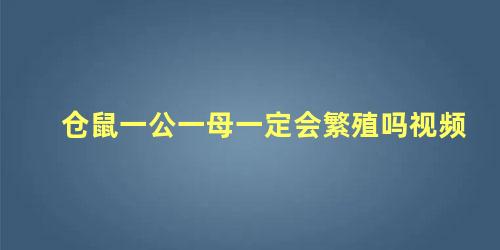 仓鼠一公一母一定会繁殖吗视频
