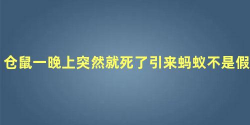 仓鼠一晚上突然就死了引来蚂蚁不是假死吧