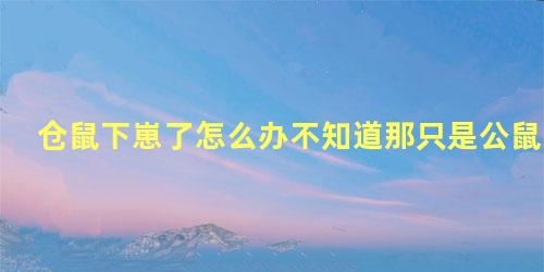 仓鼠下崽了怎么办不知道那只是公鼠