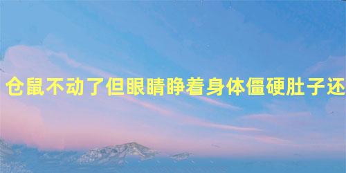 仓鼠不动了但眼睛睁着身体僵硬肚子还是黑色的