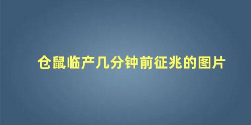 仓鼠临产几分钟前征兆的图片