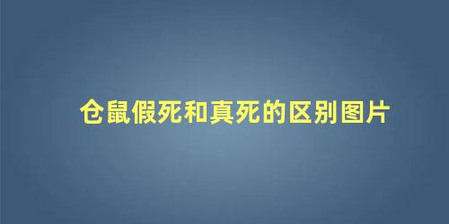 仓鼠假死和真死的区别图片