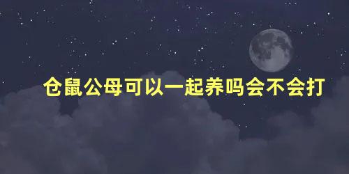 仓鼠公母可以一起养吗会不会打