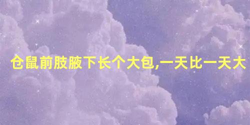 仓鼠前肢腋下长个大包,一天比一天大
