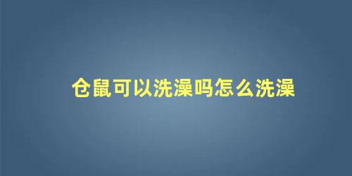 仓鼠可以洗澡吗怎么洗澡