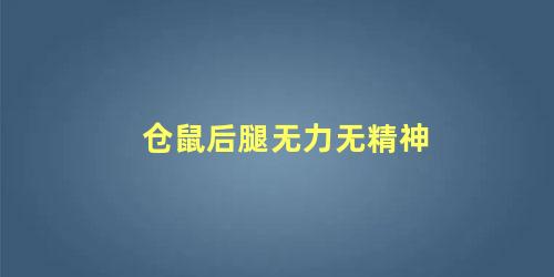 仓鼠后腿无力无精神