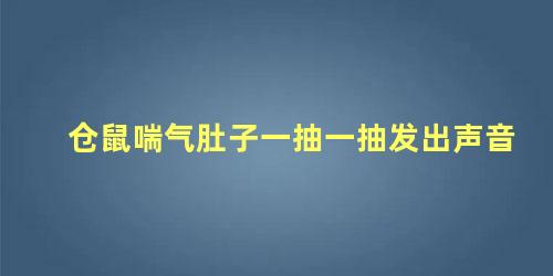 仓鼠喘气肚子一抽一抽发出声音