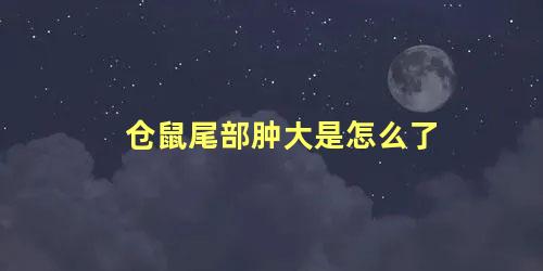 仓鼠尾部肿大是怎么了
