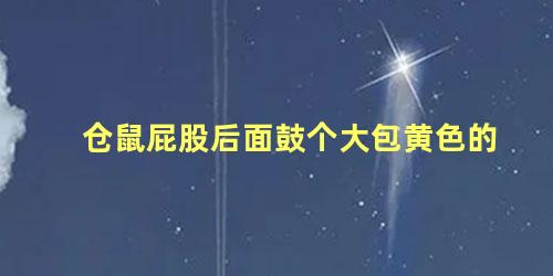 仓鼠屁股后面鼓个大包黄色的