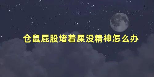 仓鼠屁股堵着屎没精神怎么办