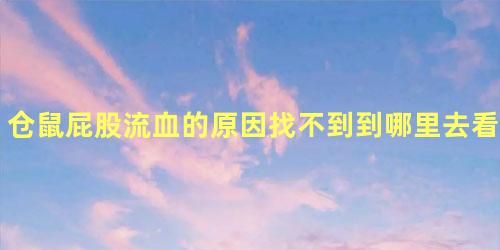 仓鼠屁股流血的原因找不到到哪里去看动物医生呢