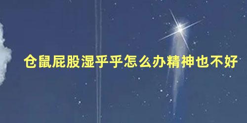 仓鼠屁股湿乎乎怎么办精神也不好