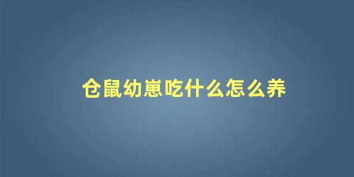 仓鼠幼崽吃什么怎么养
