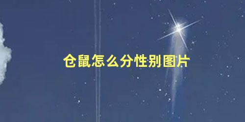 仓鼠怎么分性别图片