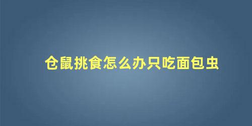 仓鼠挑食怎么办只吃面包虫