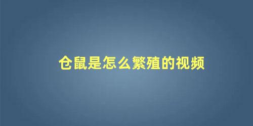 仓鼠是怎么繁殖的视频