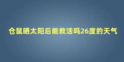 仓鼠晒太阳后能救活吗26度的天气