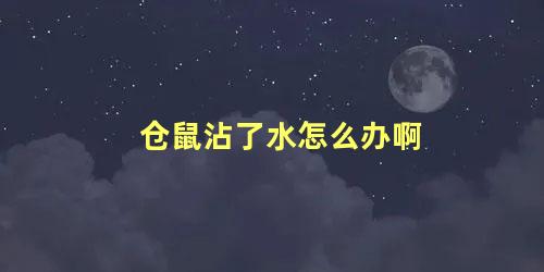 仓鼠沾了水怎么办啊