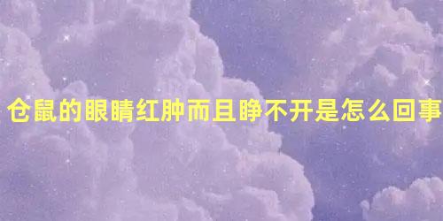 仓鼠的眼睛红肿而且睁不开是怎么回事儿