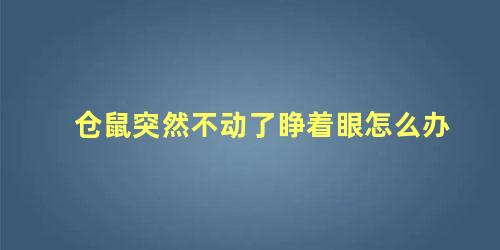 仓鼠突然不动了睁着眼怎么办