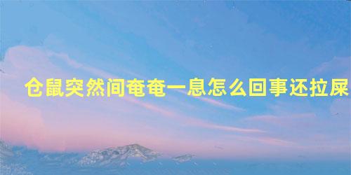 仓鼠突然间奄奄一息怎么回事还拉屎
