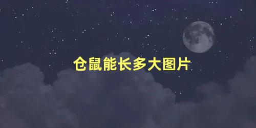 仓鼠能长多大图片