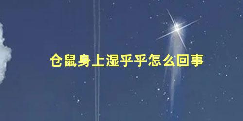仓鼠身上湿乎乎怎么回事