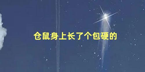 仓鼠身上长了个包硬的