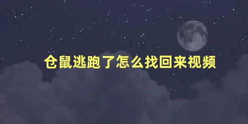 仓鼠逃跑了怎么找回来视频