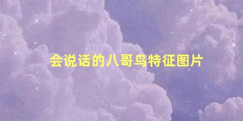 会说话的八哥鸟特征图片