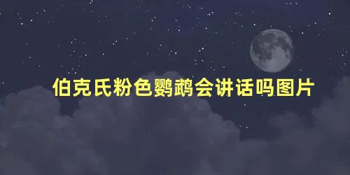 伯克氏粉色鹦鹉会讲话吗图片
