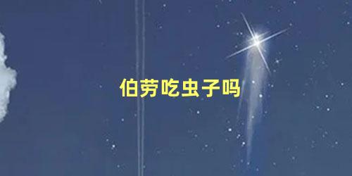 伯劳吃虫子吗