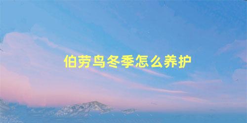 伯劳鸟冬季怎么养护