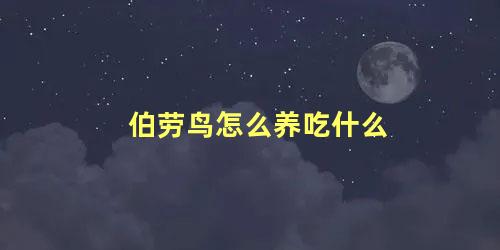 伯劳鸟怎么养吃什么