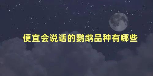 便宜会说话的鹦鹉品种有哪些
