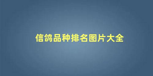 信鸽品种排名图片大全