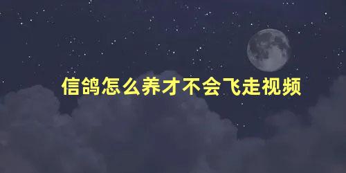 信鸽怎么养才不会飞走视频